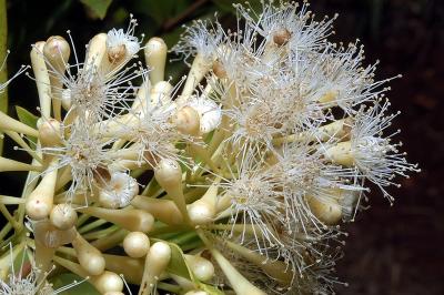 Acmenosperma pringlei
