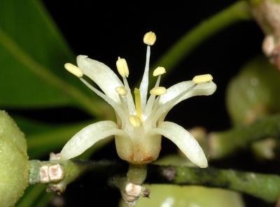 Acronychia peninsularis