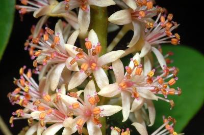 Adenanthera pavonina