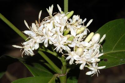 Aidia racemosa