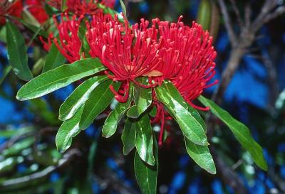 Alloxylon flammeum