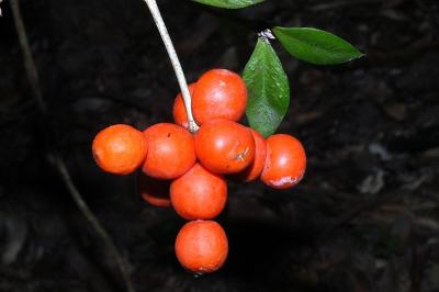 Alyxia magnifolia