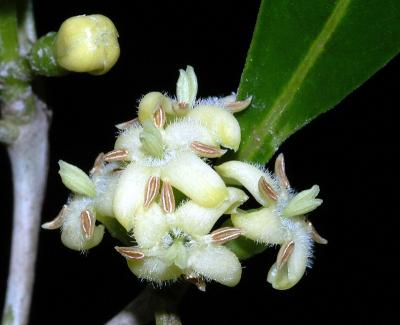 Antirhea ovatifolia