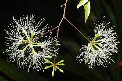 Archidendron kanisii
