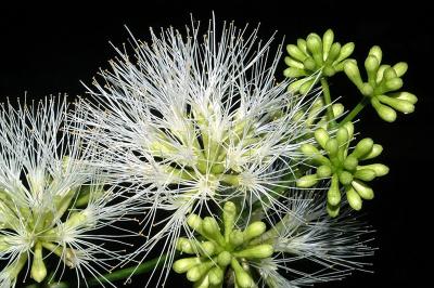 Archidendron sp. Quion Hill