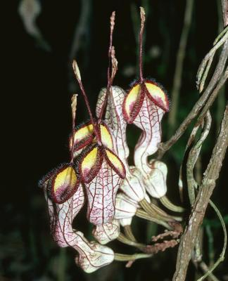 Pararistolochia australopithecurus