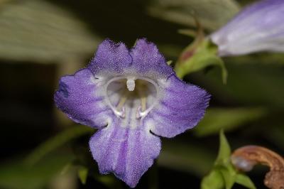 Artanema fimbriatum