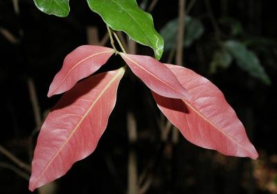 Arytera bifoliolata