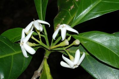 Atractocarpus fitzalanii