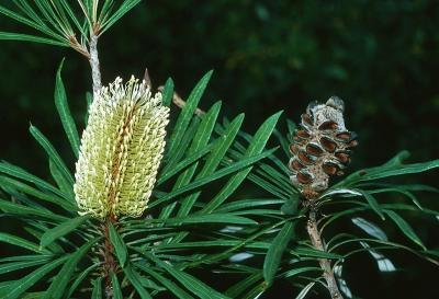 Banksia aqulonia
