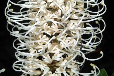 Buckinghamia celcissma