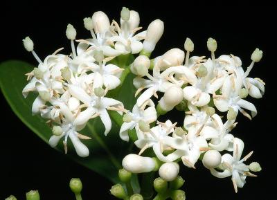 Canthium odoratum