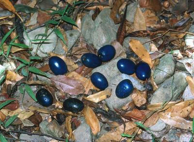 Cerbera floribunda