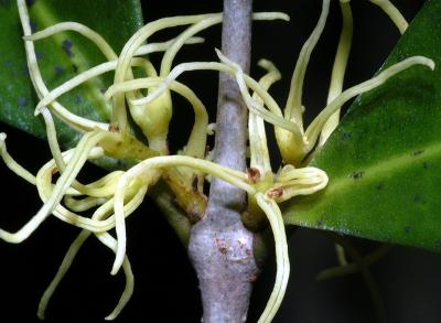 Chionanthus axillaris