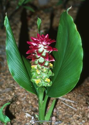 Curcuma australasica