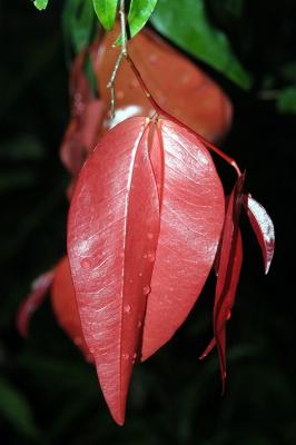 Cynometra sp. Mossman River