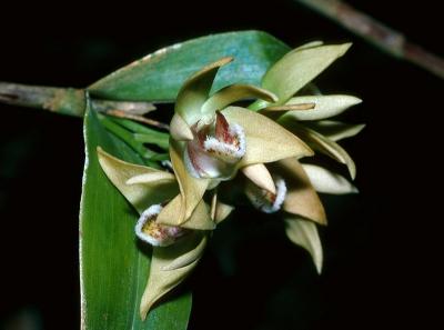 Dendrobium fleckeri