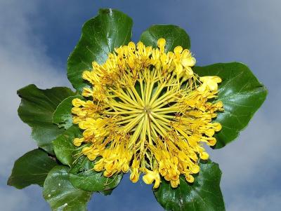 Deplanchea tetraphylla