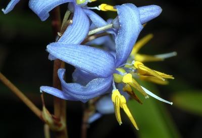 Dianella pavopennacea var. robusta