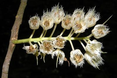Elaeocarpus angustifolius