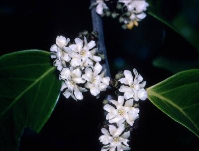 Erycibe coccinea