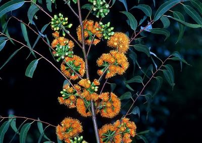 Eucalyptus phoenicea