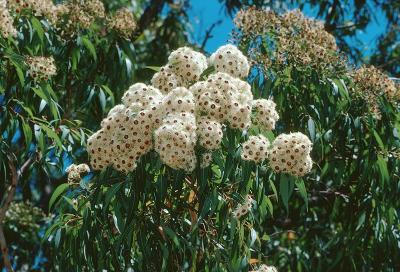 Eucalyptus rhodops