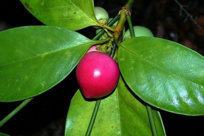 Fagraea cambagei