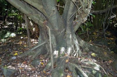 Ficus benjamina