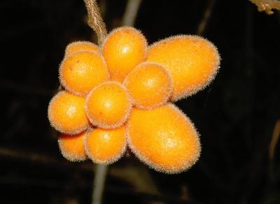 Fitzalania heteropetala