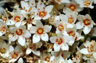 Flindersia brayleyana