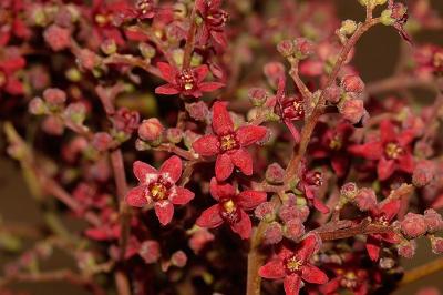 Flindersia pimentaliana