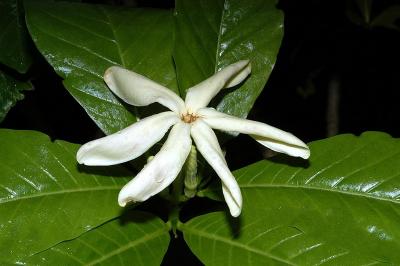 Gardenia macgillivraei