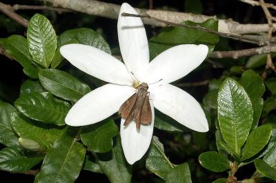 Gardenia scabrella
