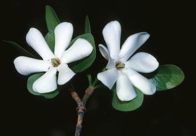 Gardenia ewartii