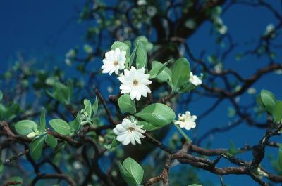 Gardenia megasperma