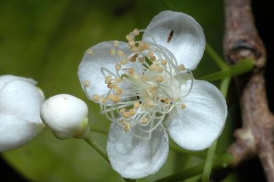 Gossia bamagensis
