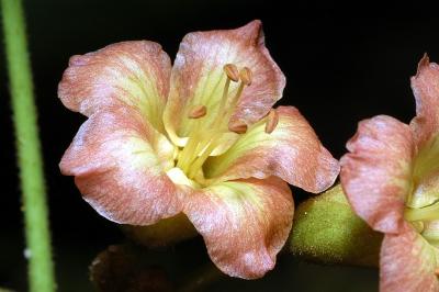 Harpullia arborea