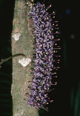 Hicksbeachia pilosa