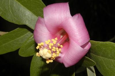Lagunaria patersonii subsp. bracteata