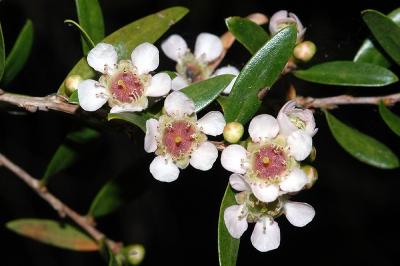 Leptospermum amboinensis
