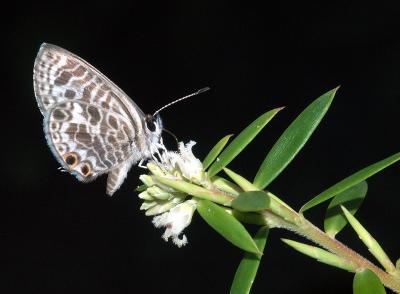 Leucopogon spathaceus