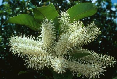 Macadamia claudiensis