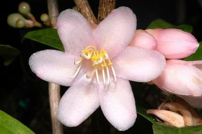 Medinilla balls-headleyi