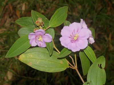 Melastoma affine