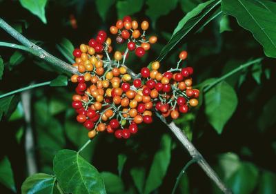 Micromelum minutum