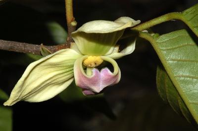 Mitrephora zippeliana