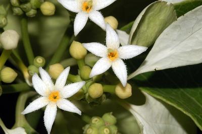 Morinda reticulata