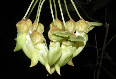 Mucuna gigantea