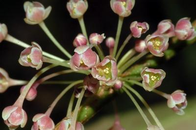 Phyllanthus cuscutiflorus